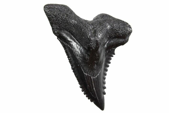 Snaggletooth Shark (Hemipristis) Tooth - South Carolina #360812